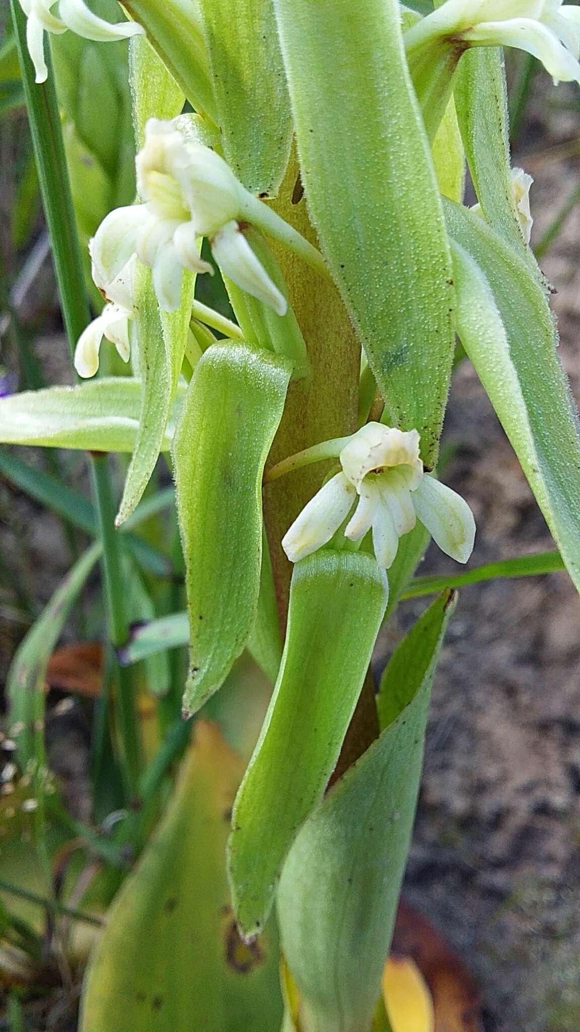 Image de Satyrium humile Lindl.