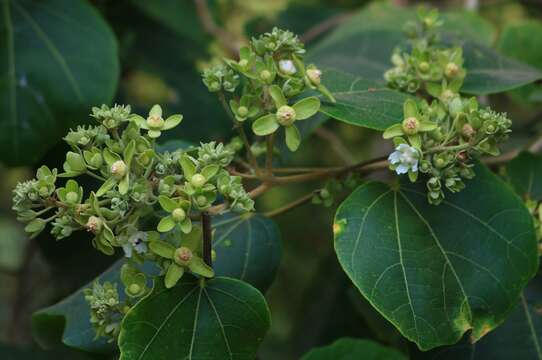 Imagem de Kydia calycina Roxb.