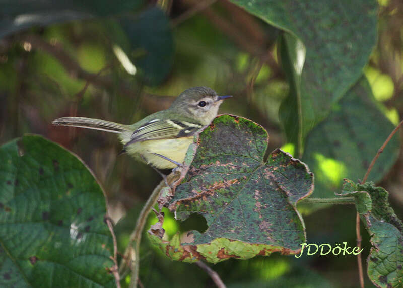 Image of Rough-legged Tyrannulet