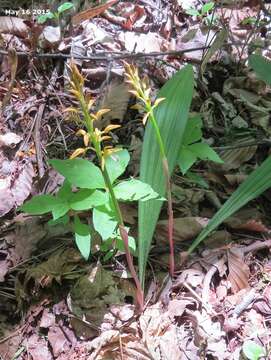 Image of Common Oreorchis