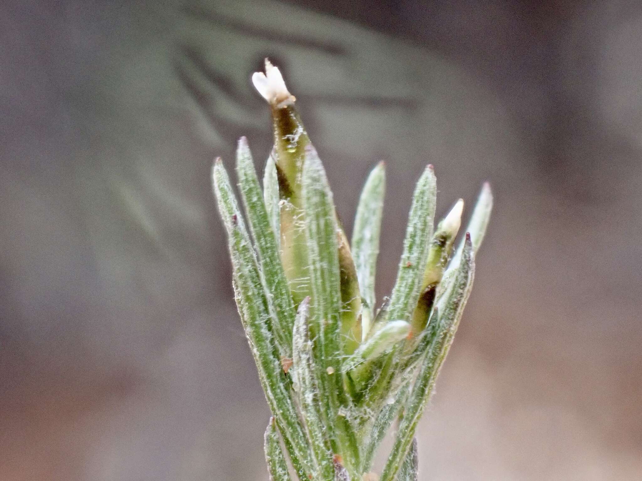 Image of Rhodanthe pygmaea (DC.) P. G. Wilson