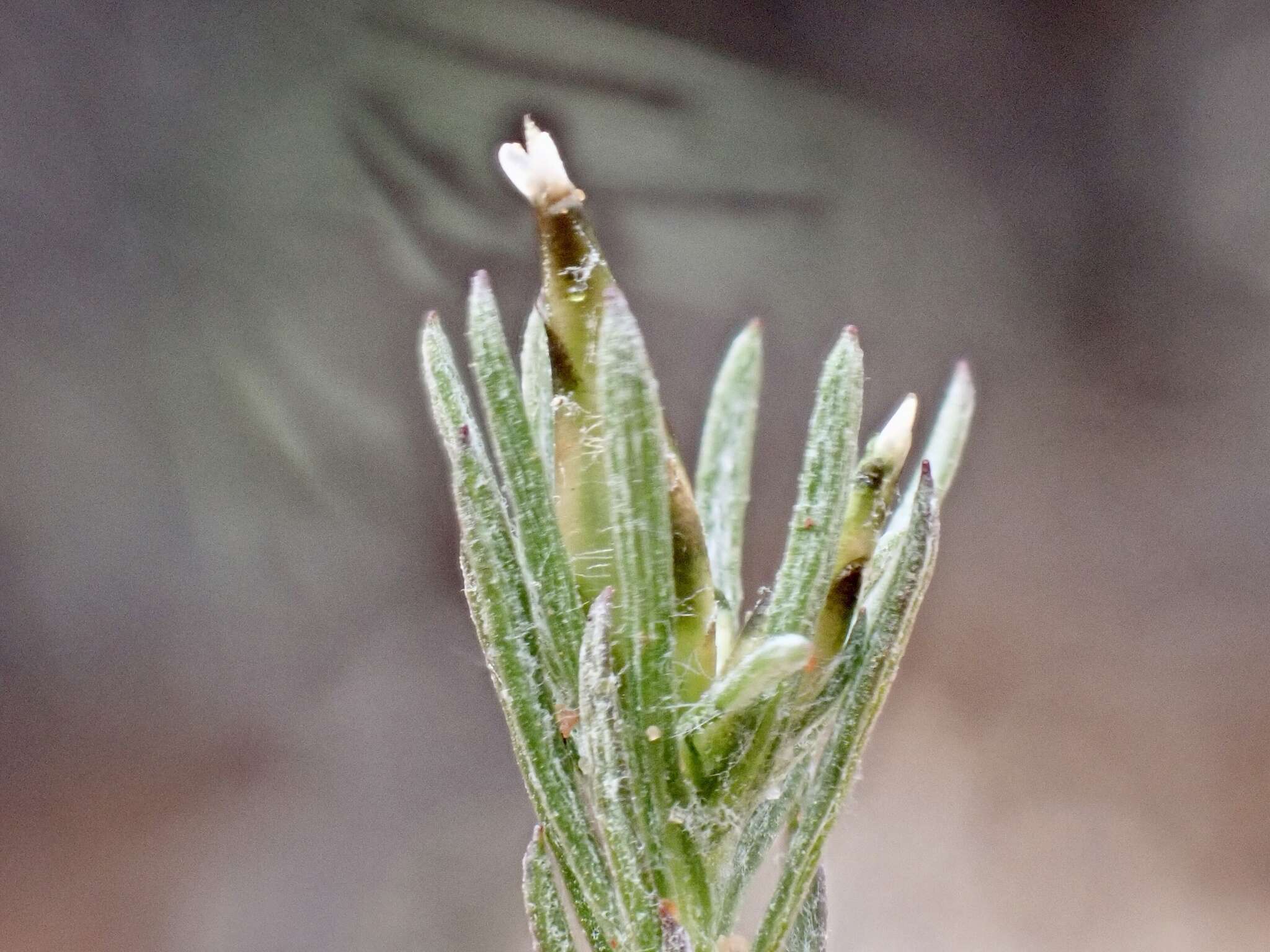 Imagem de Rhodanthe pygmaea (DC.) P. G. Wilson