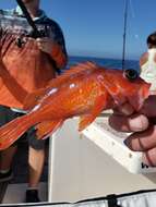 Image of Rosy rockfish