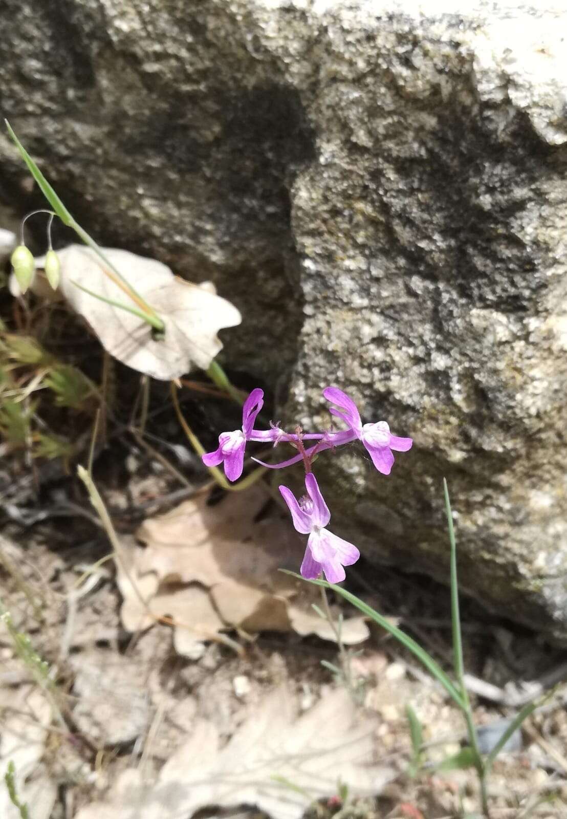 Sivun Linaria elegans Cav. kuva