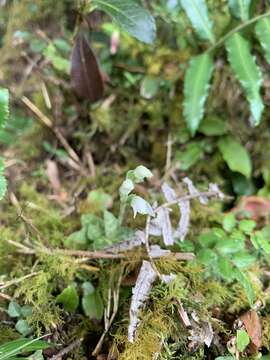 Image of Goodyera maculata T. P. Lin