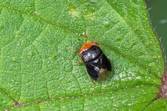 Image of Geocoris (Piocoris) erythrocephala (Lepelitier & Serville 1825)