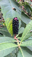 Image of Phytolacca polyandra Batalin