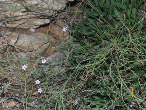 Image of Limonium sitiacum Rech. fil.