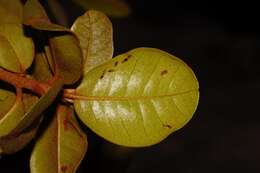 Image of Vitellariopsis ferruginea Kupicha