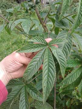 Image of Cleome anomala Kunth