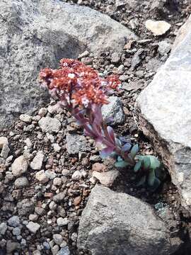 Image of Crassula natalensis Schönl.