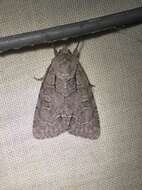 Image of Radcliffe's Dagger-moth