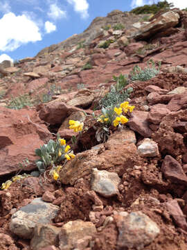 Image of Avery Peak twinpod