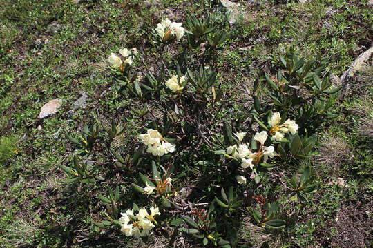 صورة Rhododendron caucasicum Pall.