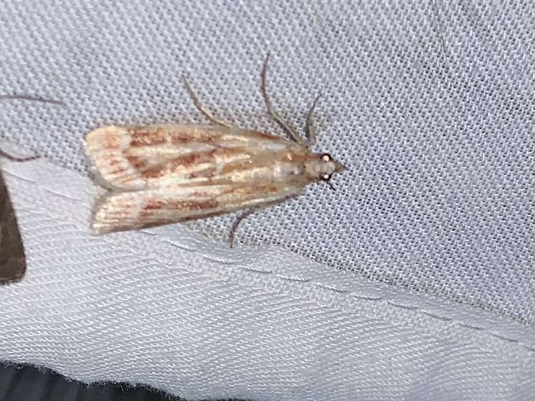 Image of Ponderosa Pine Coneworm Moth