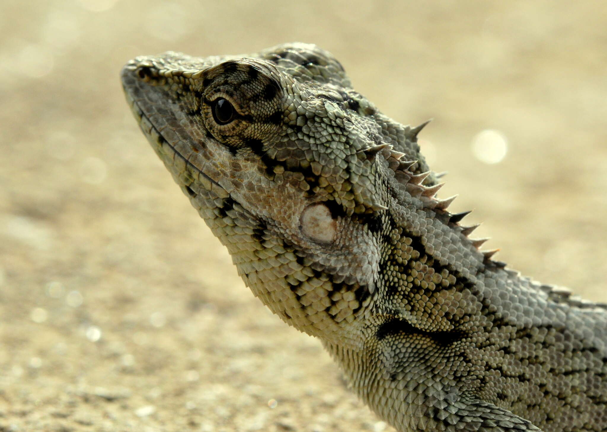 Image of Sri Lankan bloodsucker