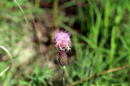 Image of Le Conte's thistle