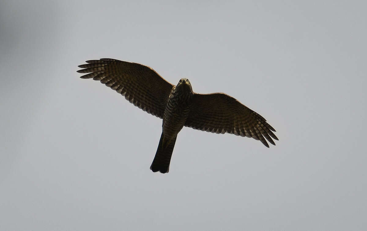 Image of Collared Sparrowhawk