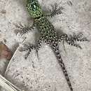 Image of Salvin's Spiny Lizard