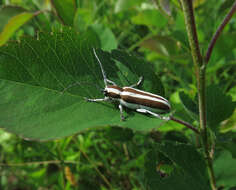 Image of Round-headed Apple Tree Borer