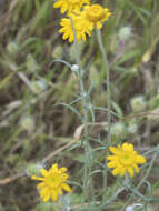 Image of common woolly sunflower