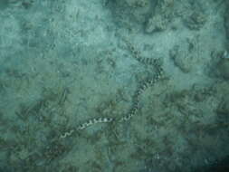 Image of Dark-spotted Snake Eel