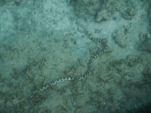 Image of Dark-spotted Snake Eel