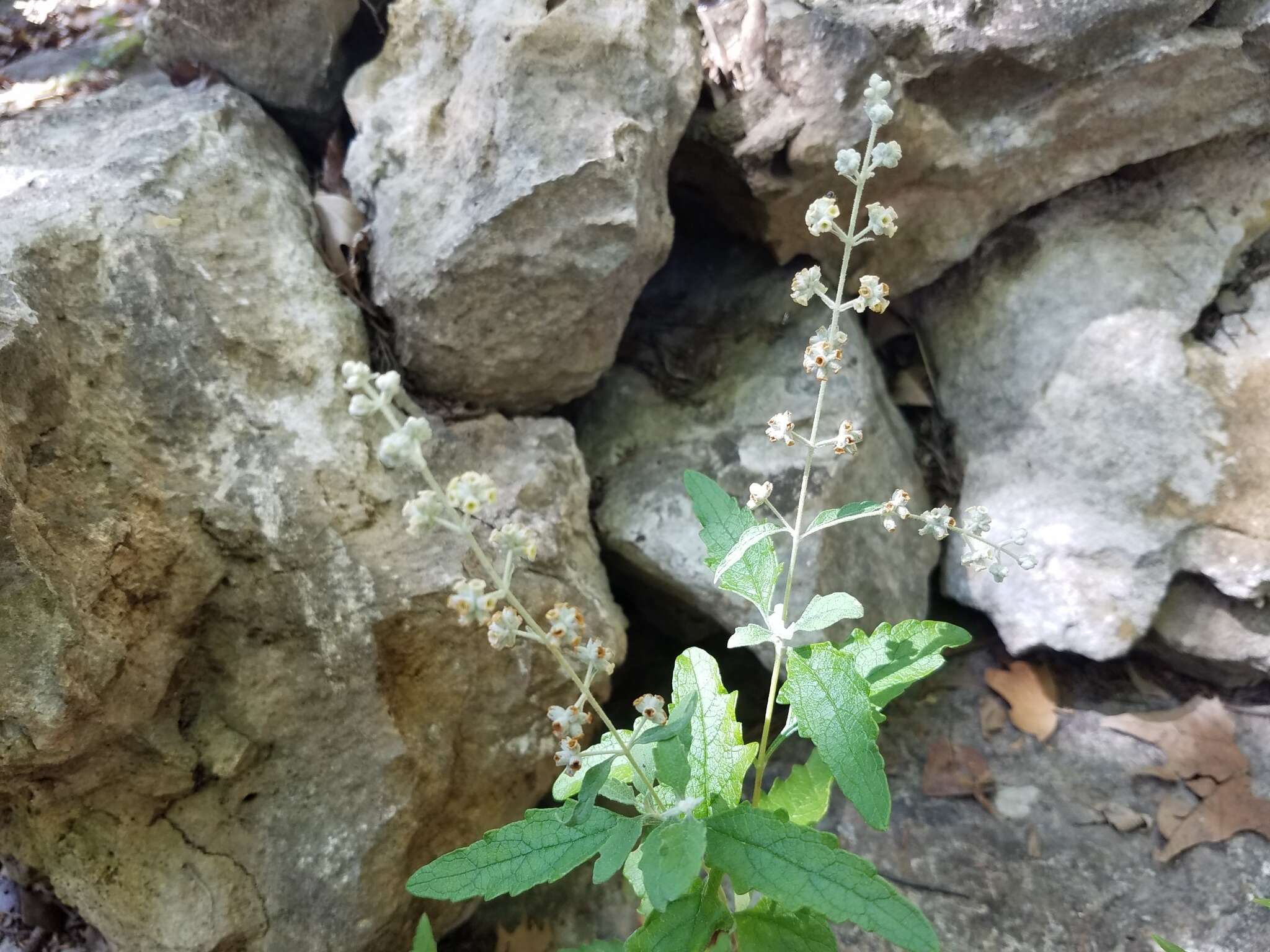 Sivun Buddleja racemosa subsp. racemosa kuva