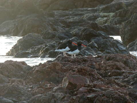 Image of Magellanic Oystercatcher