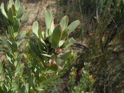 Image of Leucadendron remotum I. Williams