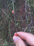 Image of Ephedra americana Humb. & Bonpl. ex Willd.