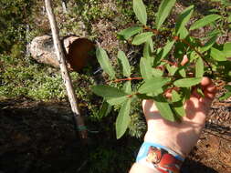 Imagem de Lonicera caerulea subsp. edulis (Turcz. ex Herder) Hultén