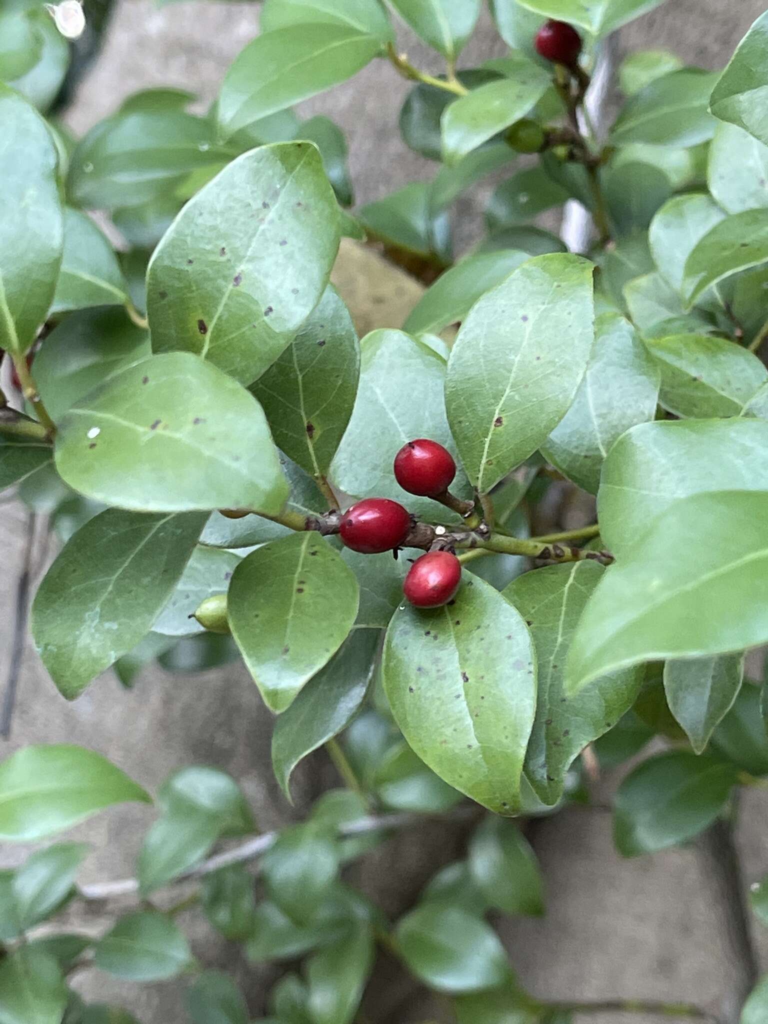 Lindera akoensis Hayata resmi