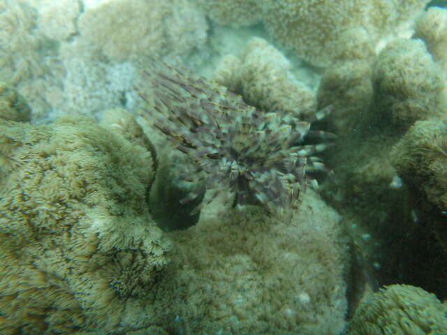 Image of Indian feather duster worm