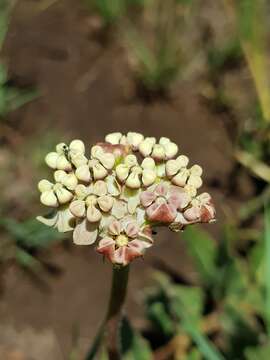 صورة Asclepias fallax (Schltr.) Schltr.