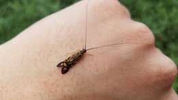 Image of Zebra Caddisfly