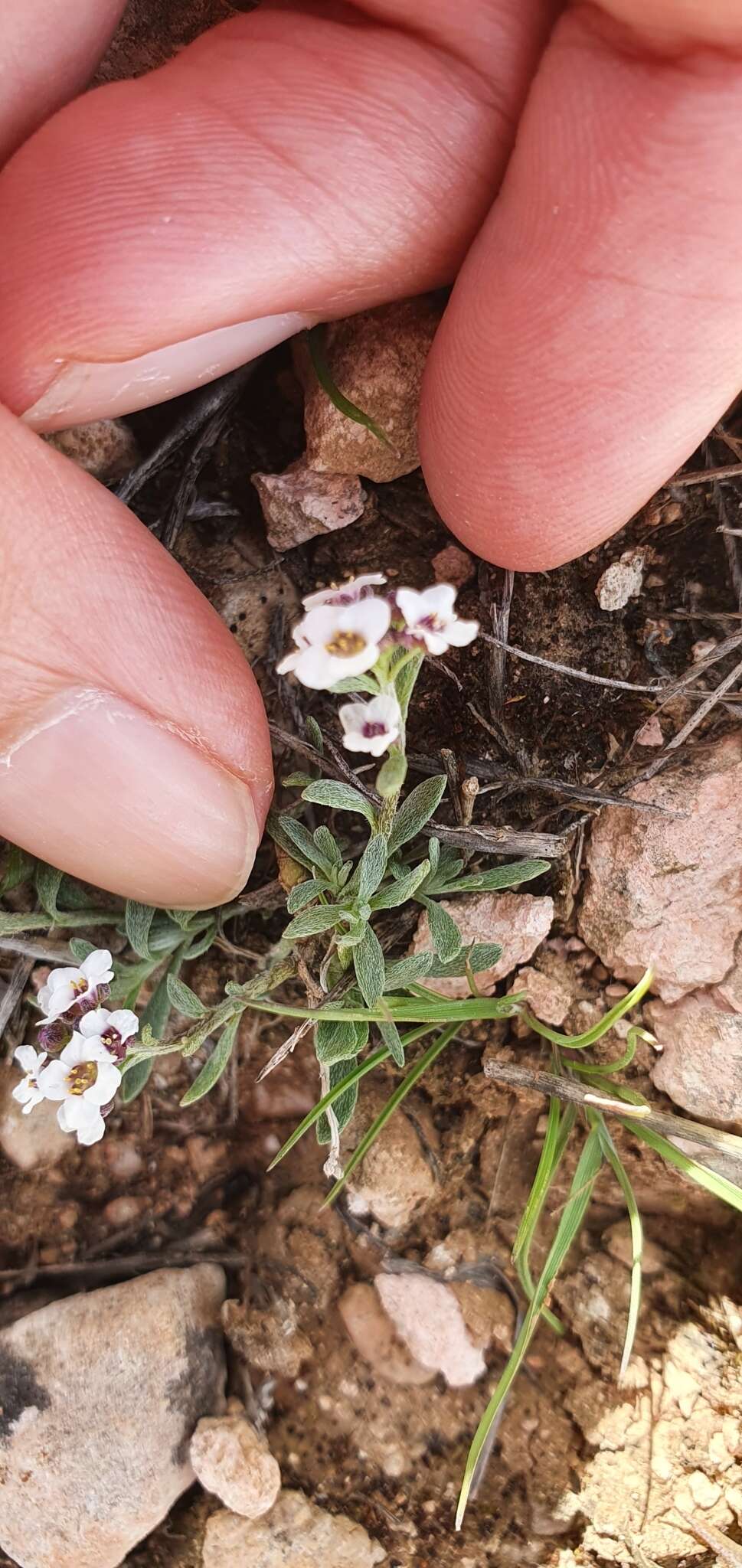 Plancia ëd Lobularia maritima subsp. maritima