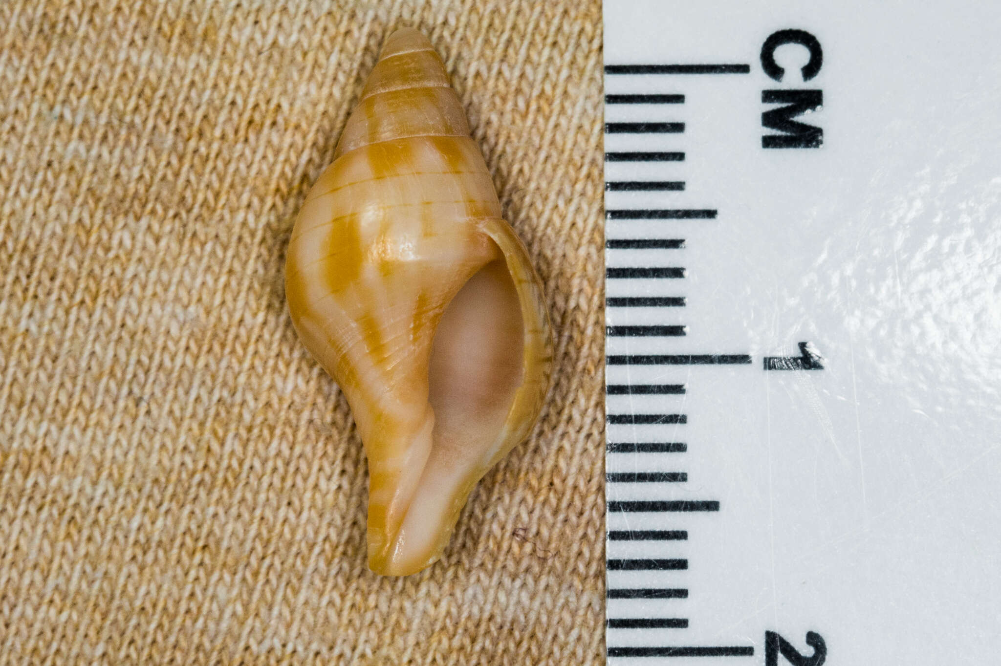 Plancia ëd Fasciolaria tulipa (Linnaeus 1758)