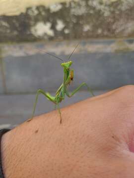 Image de Stagmatoptera praecaria Linne 1758