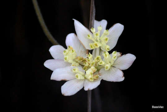 Image of Xanthosia tomentosa George