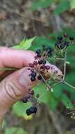 Image of American spikenard