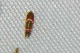 Image of Grapevine Leafhopper