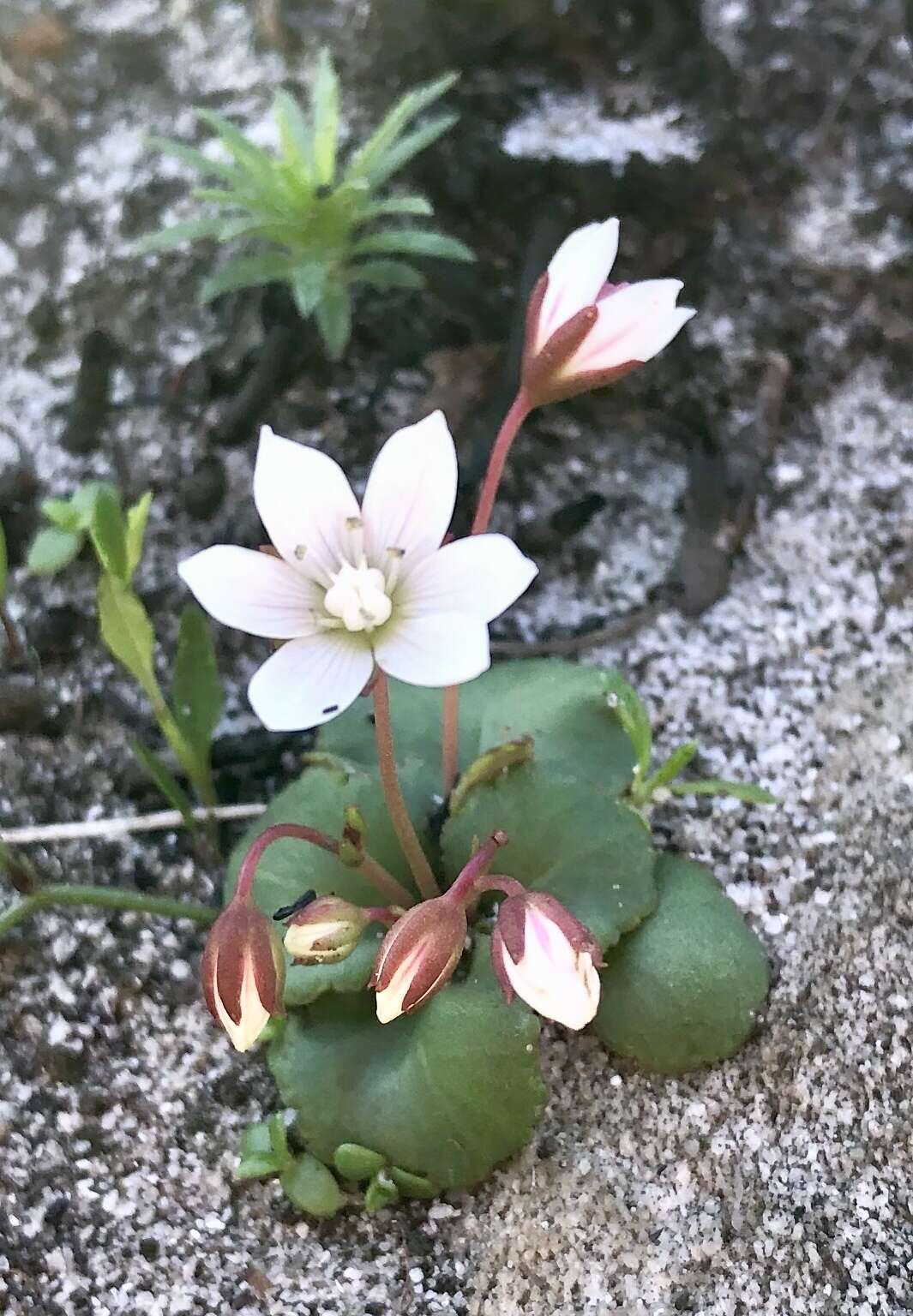 Image of <i>Crassula <i>capensis</i></i> var. capensis