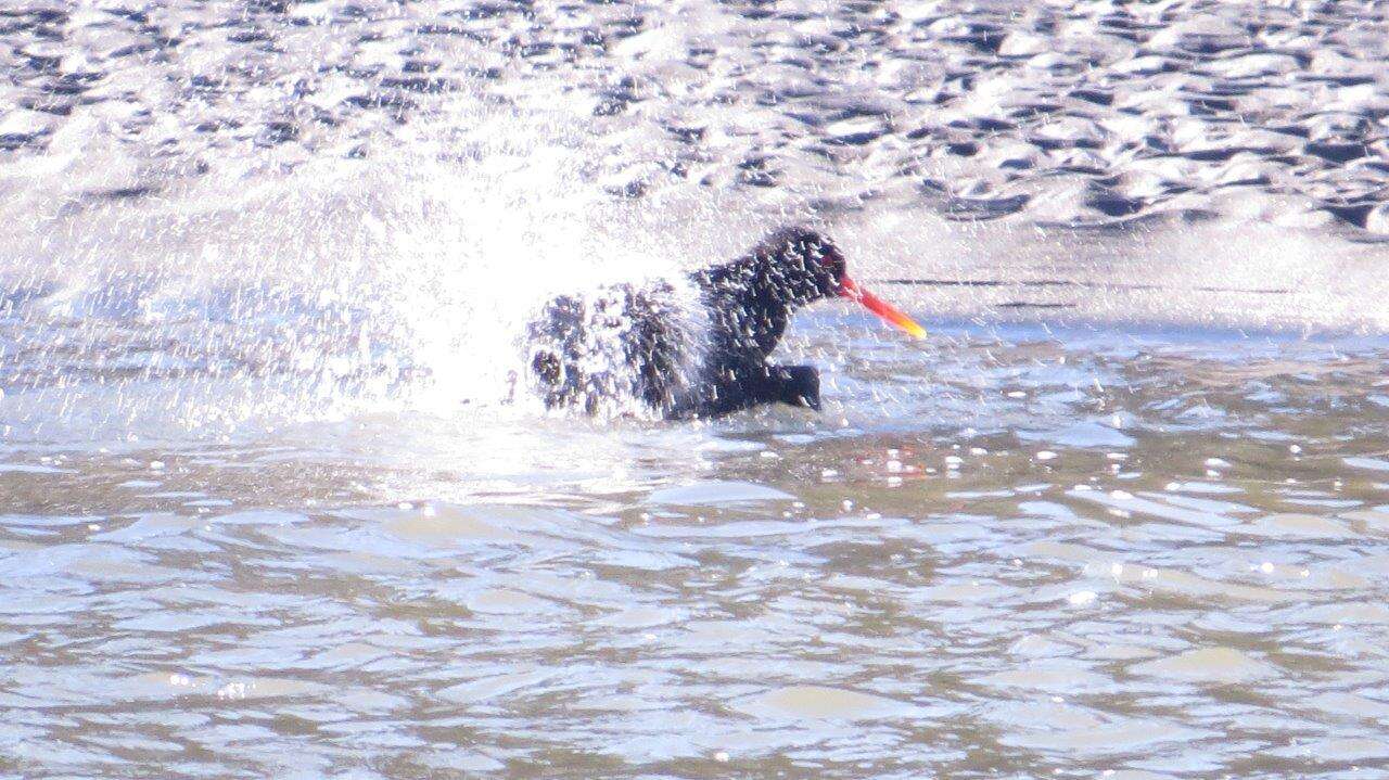 Image of Variable Oystercatcher