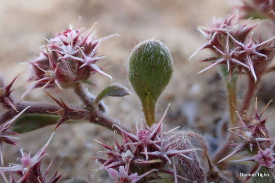 Chorizanthe eastwoodiae resmi