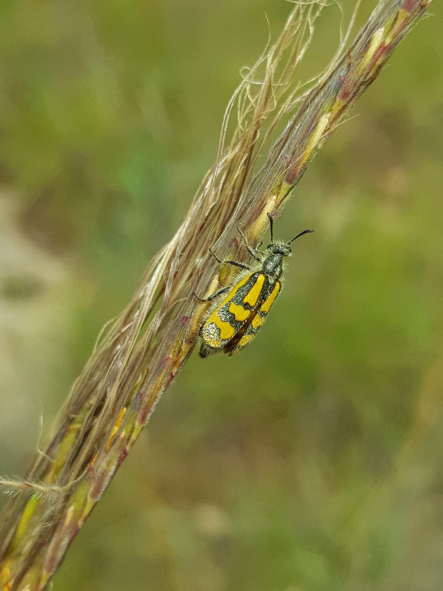 Слика од <i>Hycleus villosus</i>