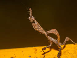 Image of Phyllothelys werneri Karny 1915