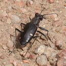 Image of Cicindela (Cicindela) granulata Gebler 1843