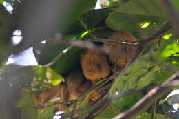 Image of Loris lydekkerianus malabaricus Wroughton 1917