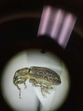 Image of Sweetclover Weevil